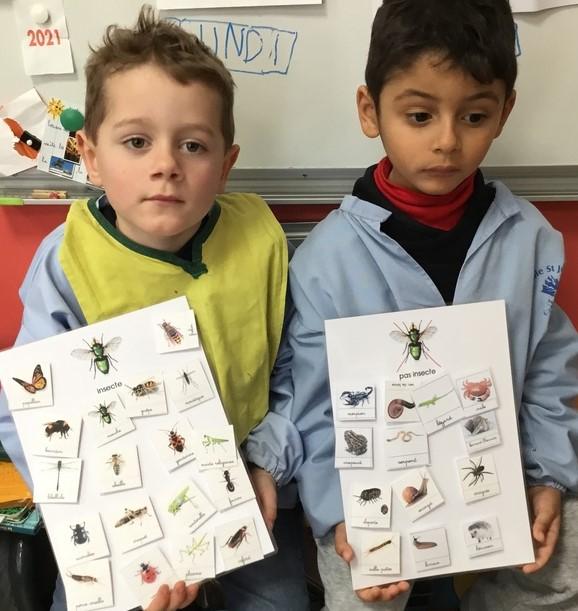 classement insectes et non insectes
