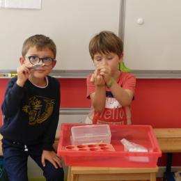 même style de pinces que ci-dessus, mais pour attraper des haricots blancs et les mettre dans les alvéoles; 